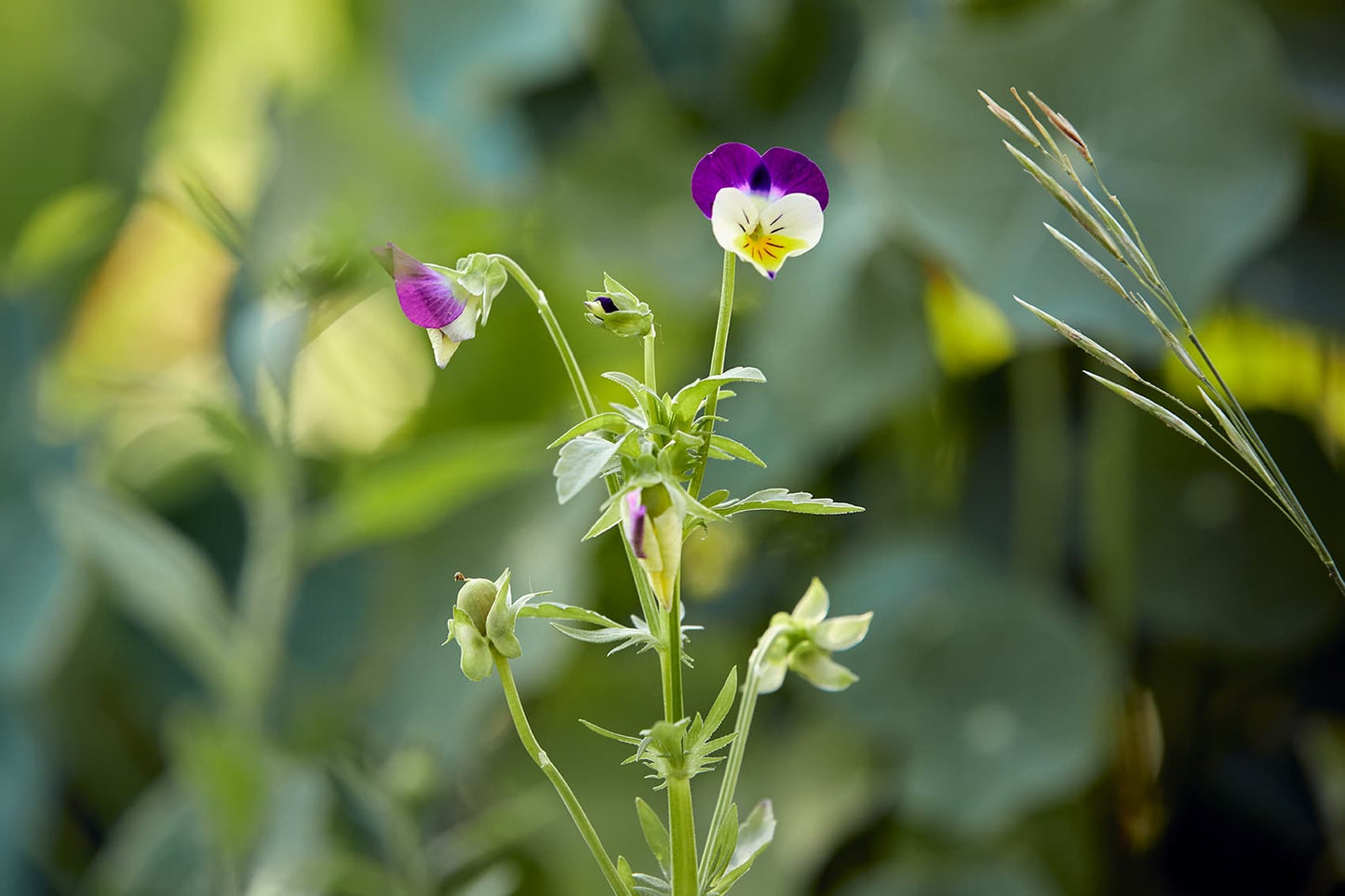 Willi Dungl® VERWÖHNE DICH · Phyto Lotion