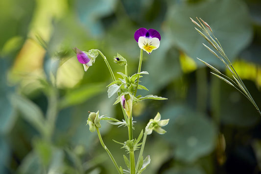Willi Dungl® VERWÖHNE DICH · Phyto Lotion